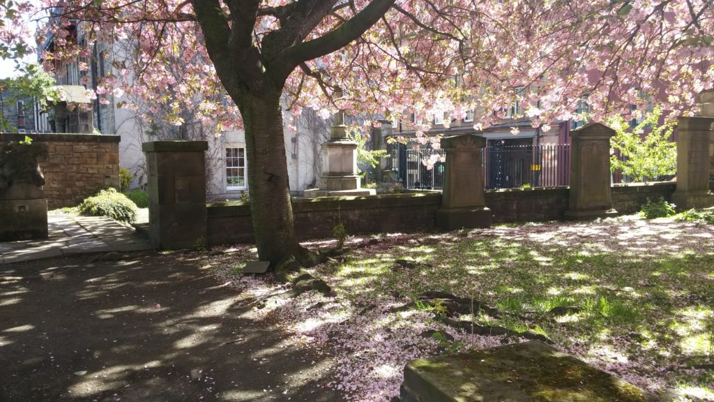 A tree of pink blossom sheds its petals over the lawn and the mellow stone headstones in the sun.
